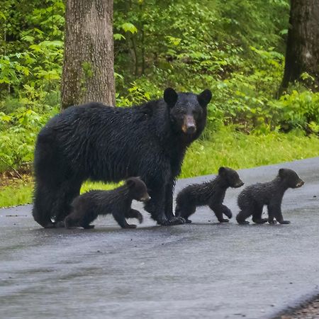 Four Bears Den, Hot Tub, 1089 Of Free Attraction Tickets For Each Paid Day, Dollywood And More Gatlinburg Dış mekan fotoğraf