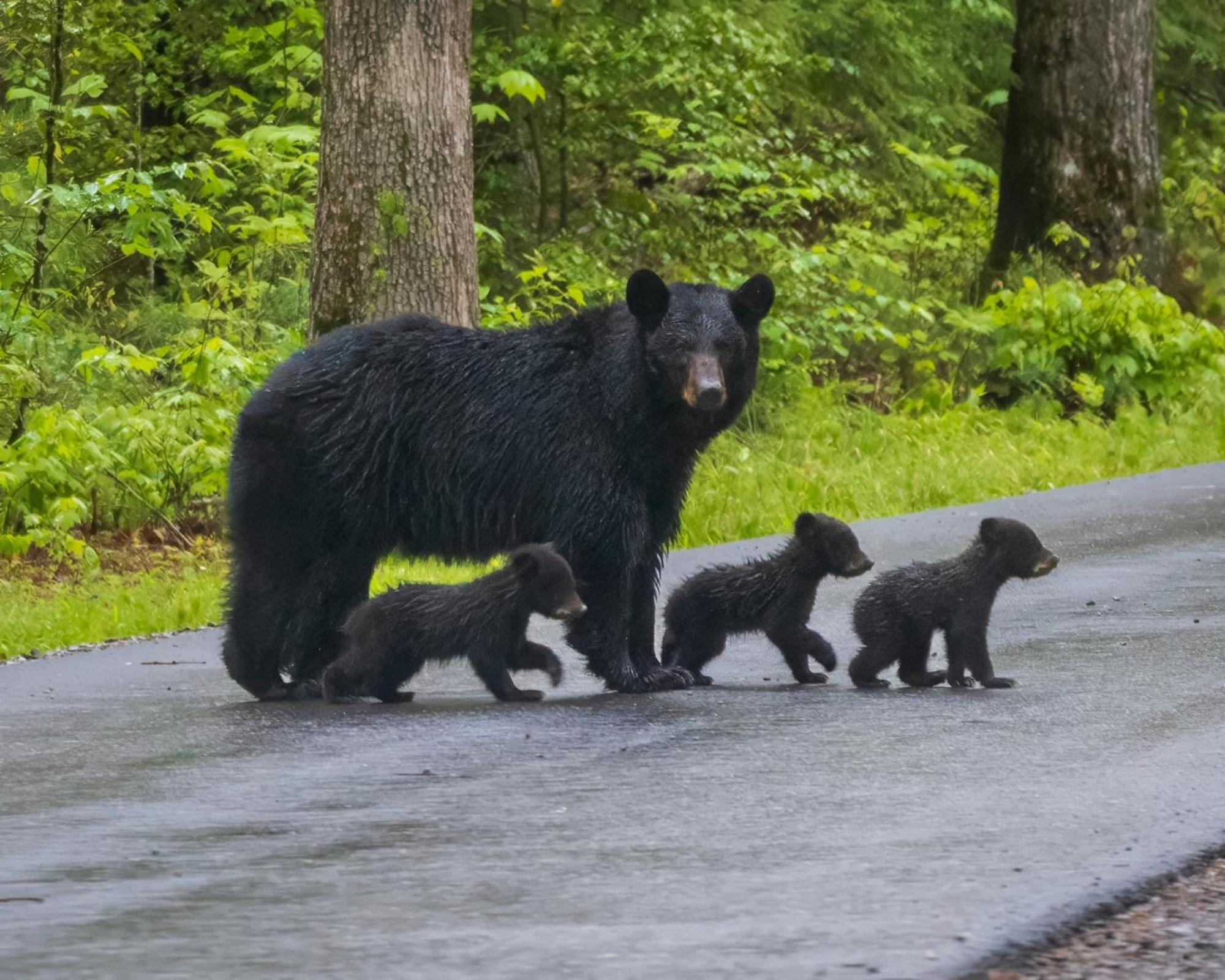 Four Bears Den, Hot Tub, 1089 Of Free Attraction Tickets For Each Paid Day, Dollywood And More Gatlinburg Dış mekan fotoğraf